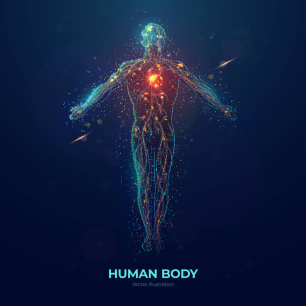 Human Body