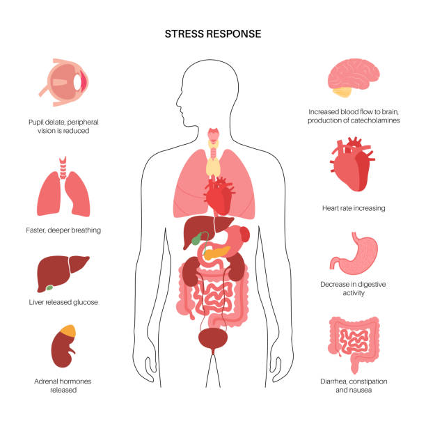 Human Body